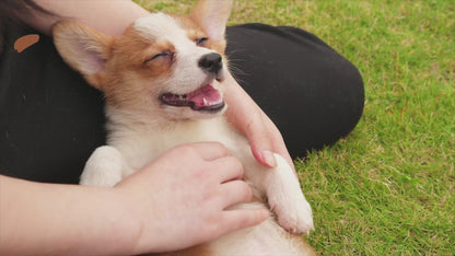 DOG SAFE PEANUT BUTTER