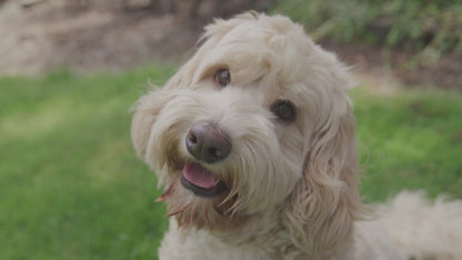 HIP & JOINT CHEWS FOR DOGS